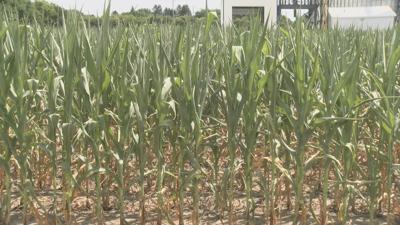 Sustainable Answer Acre hosts field day